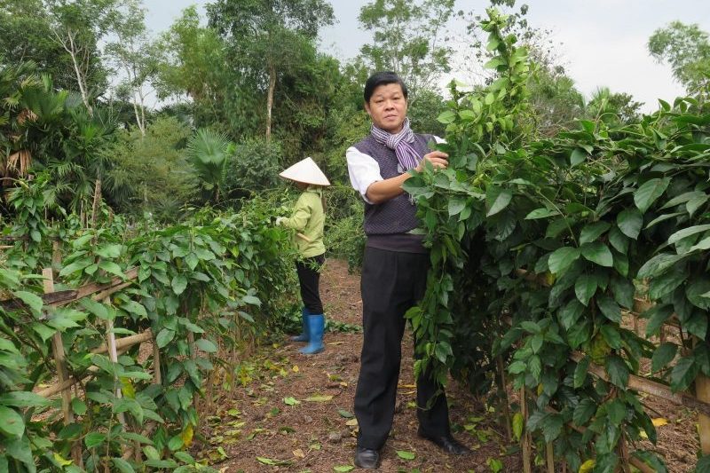 [MOH] PGS.TS Trần Văn Ơn: “Dây thìa canh lá to – Dược liệu vàng” cho người tiểu đường