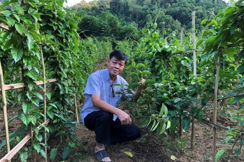 [Báo Công an nhân dân] PGS.TS. Trần Văn Ơn và hành trình chinh phục cây dây thìa canh